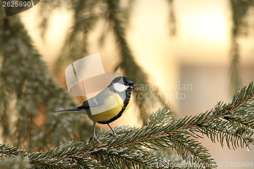 Image of great tit on spruce branch