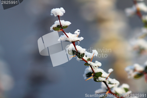 Image of snow on a twig