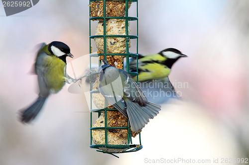 Image of big starvation at bird feeder