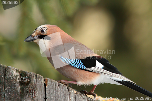 Image of curious jay looking for food on a stump