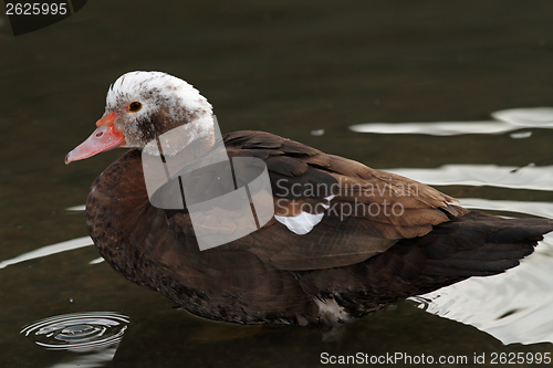 Image of feral muscovy duck profile