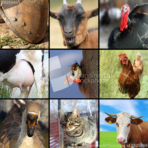 Image of collection of different farm animals