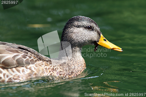 Image of side view of female mallard duck