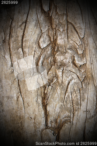 Image of very old poplar texture