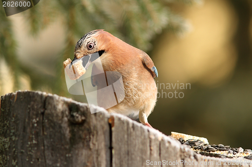 Image of eurasian jay eating bread