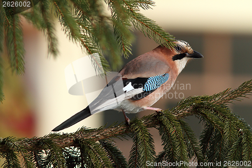 Image of european jay standing on spruce branch