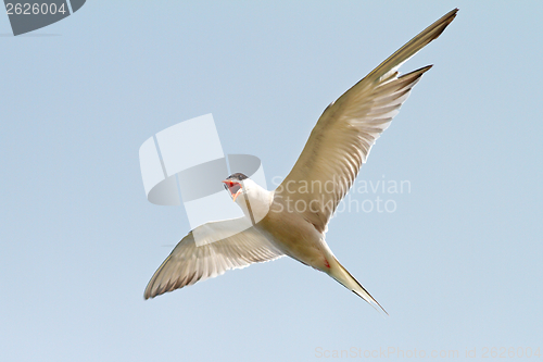 Image of sterna hirundo over the blue sky