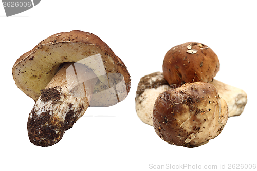 Image of fungi porcini right from the forest