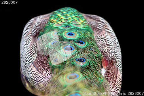 Image of isolated abstract view of a peacock