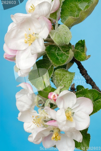 Image of Apple Tree Flowers