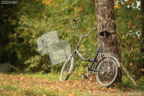 Image of bicycle stands at the tree