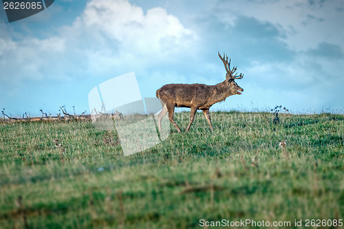 Image of deer in the meadow