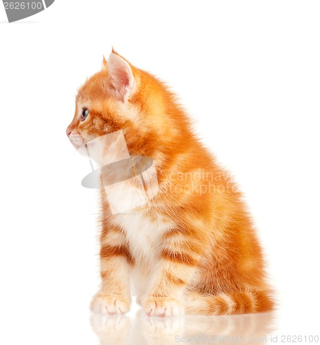 Image of Red kitten