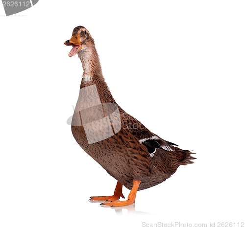 Image of Domestic duck