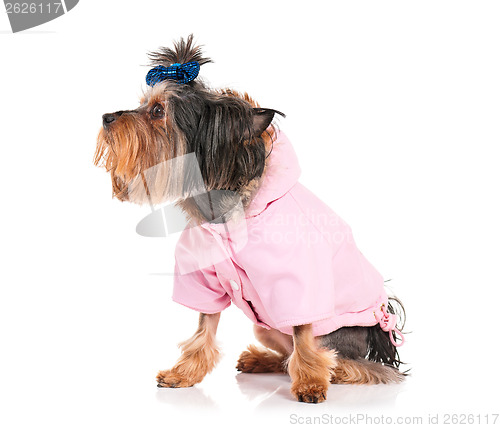 Image of Yorkshire terrier