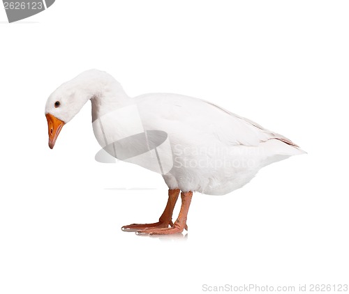 Image of Domestic goose