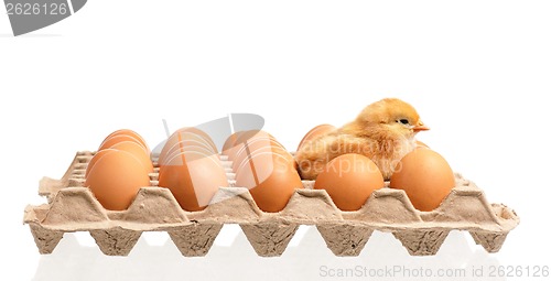 Image of Eggs and chicken