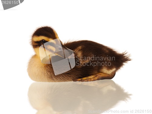 Image of Domestic duckling