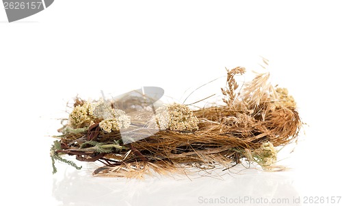 Image of Empty bird nest