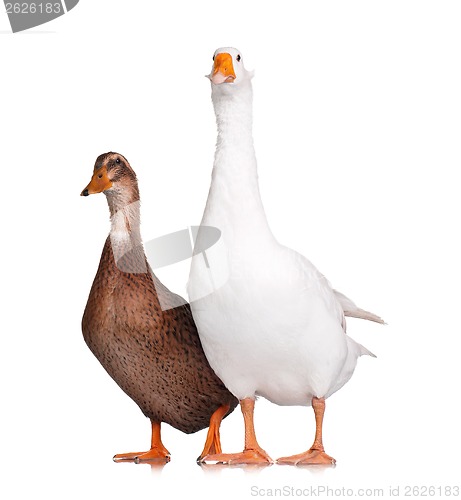 Image of Duck and goose