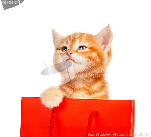 Image of Red kitten