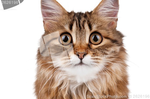 Image of Portrait of cat