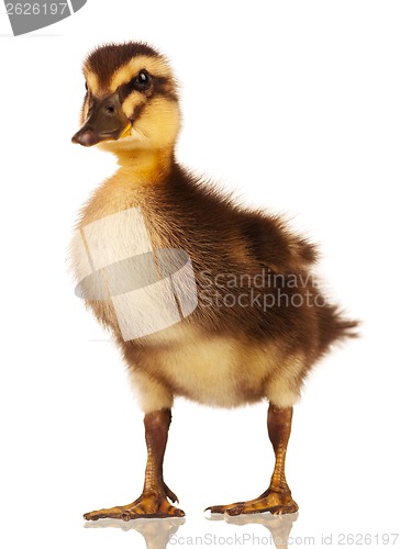 Image of Domestic duckling