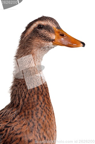 Image of Domestic duck