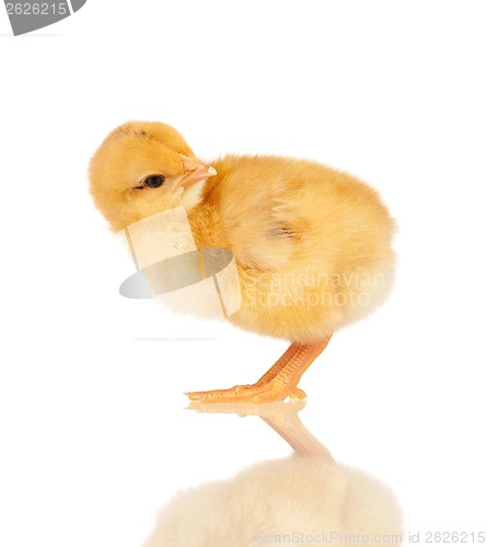 Image of Little chicken