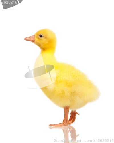 Image of Domestic gosling