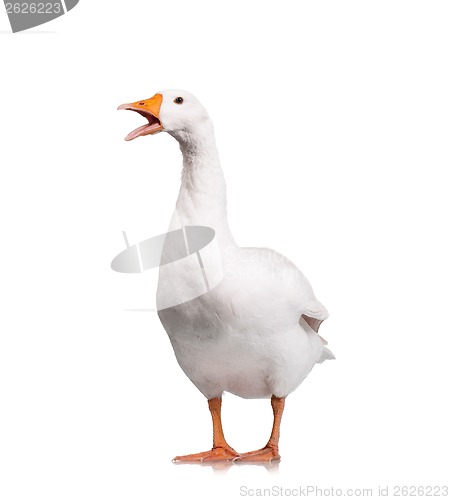 Image of Domestic goose