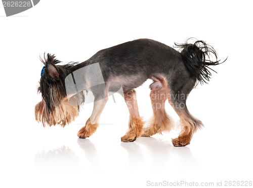 Image of Yorkshire terrier