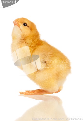 Image of Little chicken