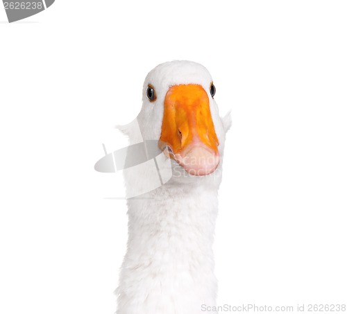 Image of Domestic goose