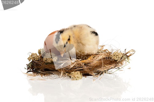 Image of Chicken in nest