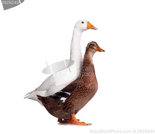 Image of Duck and goose