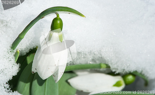 Image of Snowdrop flower in a snow