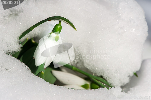 Image of Snowdrop flower in a snow