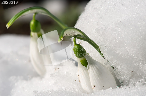 Image of Snowdrop flower in a snow