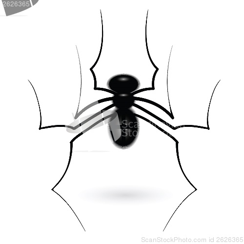 Image of spider