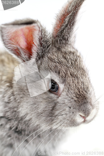 Image of Gray rabbit