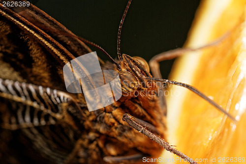 Image of Macro photograph of a butterfly 