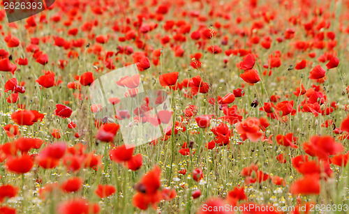 Image of Red poppies