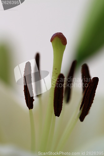 Image of Flower blurred