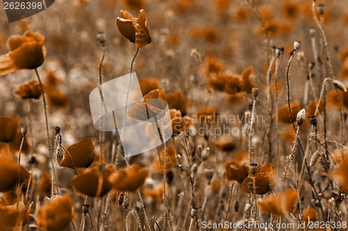 Image of Red poppies