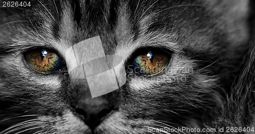 Image of Tabby kitten