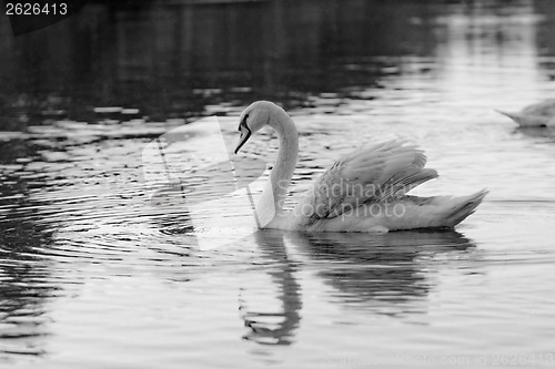 Image of Lonely swan