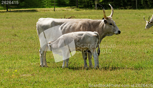 Image of Gray cattle