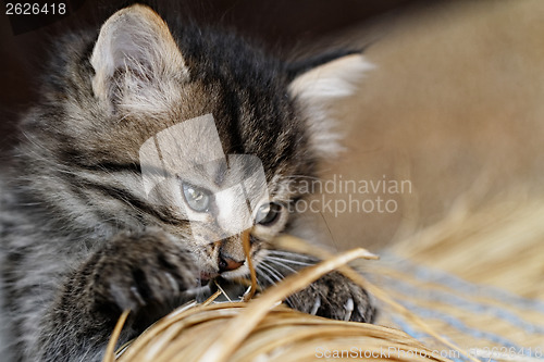 Image of Tabby kitten