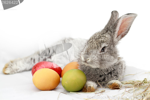 Image of Gray rabbit